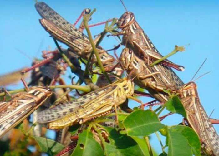 argentina-langostas argentina