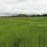 Intercambio de experiencias sobre el cultivo del arroz en Nandaime nicaragua