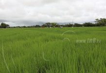Intercambio de experiencias sobre el cultivo del arroz en Nandaime nicaragua
