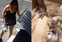 Arrestan a mujer que tiró a la basura a 7 cachorritos estados unidos