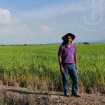 Industria del arroz en Nicaragua está sólida y dinámica nicaragua