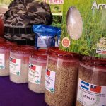 Productores y el INTA realizaron feria del arroz en Bluefields nicaragua