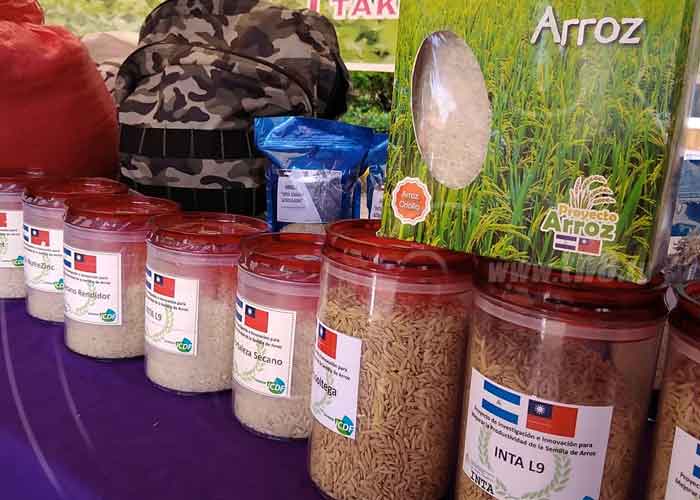 arroz-caribe-sur-2 nicaragua