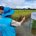 Nicaragua inicia investigaciones para sembrar variedades de arroz coreano nicaragua