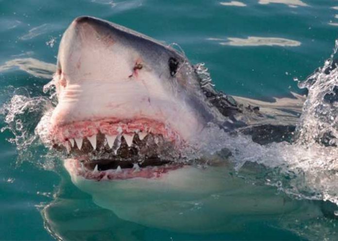 ataque-bahamas-tiburon estados unidos