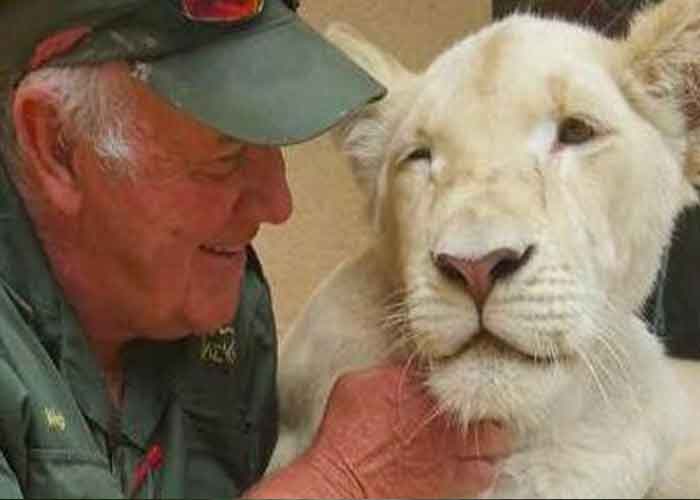 ataque-de-leonas sudafrica