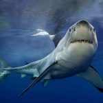 Mujer muere tras ataque de un tiburón en la costa de Maine, Estados Unidos estados unidos