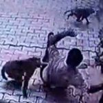 ‘Pandilla’ de monos ataca a un hombre y lo arroja al suelo en la India pandilla