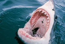 Ataque mortal de tiburón deja a turista sin su pierna izquierda estados unidos