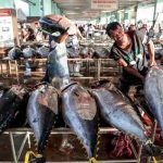 Un atún alcanza los 165.000 euros en la primera subasta del año en Toyosu tokio