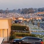 australia, cacatuas, peste, animales,