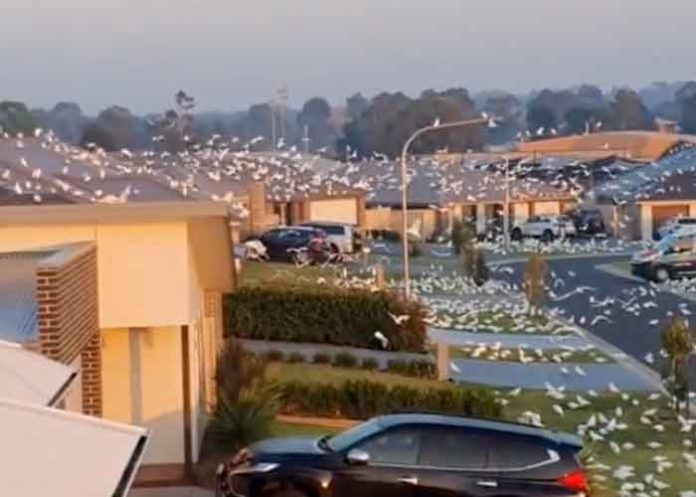 australia, cacatuas, peste, animales,