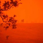 Asciende a 26 los muertos por los incendios forestales en Australia australia