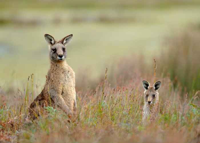 australia-_6Op72wS australia