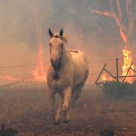 Australia extiende el estado de desastre por incendios australia