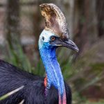 Casuario que mató a su dueño será subastada junto a otros animales estados unidos