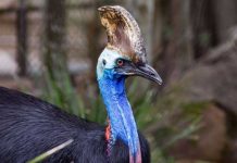 Casuario que mató a su dueño será subastada junto a otros animales estados unidos