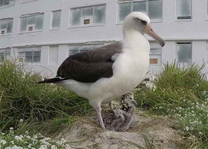 ave-_KAeGrOd estados unidos