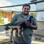 Aves exóticas, un emprendimiento creativo en Masatepe nicaragua