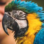 Corea del Sur sacrificará 197.000 pollos tras nuevo caso de gripe aviar el salvador