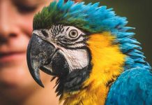 El Salvador: Detienen a hombre que vendía animales en peligro extinción el salvador