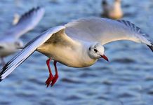 La extraña muerte de miles de aves marinas preocupa a Holanda holanda