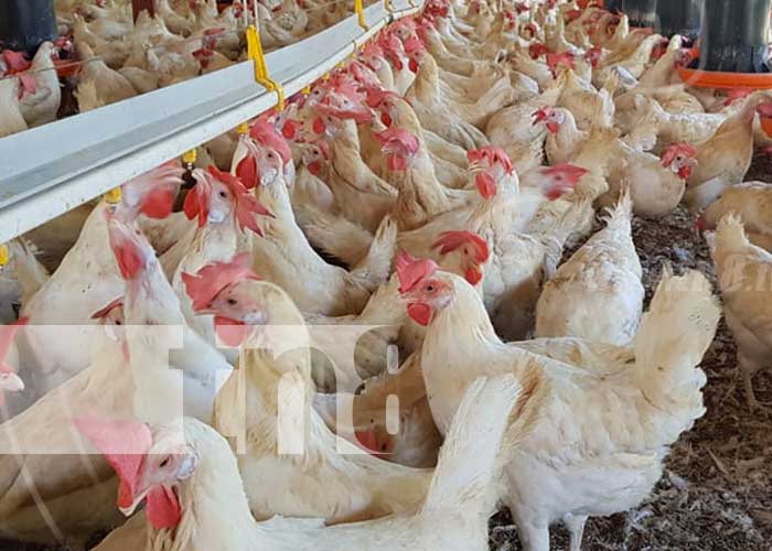 avicola-nicaragua-1 nicaragua