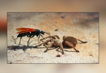 Descubren avispa parasitoide con un enorme aguijón nuca antes visto amazonas