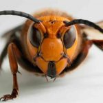 México descarta presencia de avispón gigante asiático mexico
