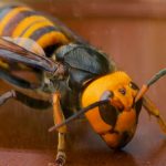 Youtuber cuenta lo que se siente al ser picado por un «avispón asesino» (VIDEO) videos