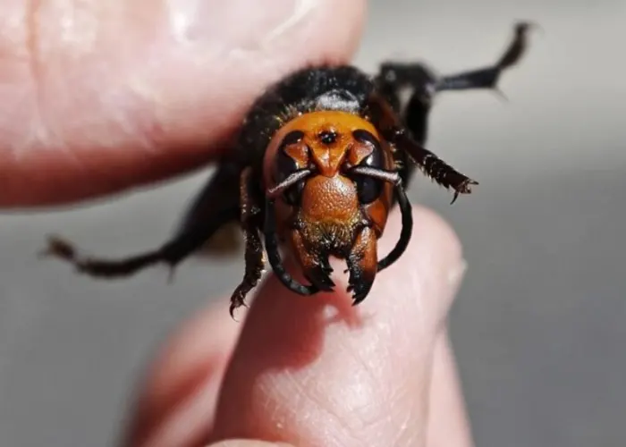 Miedo al avispón asesino provoca matanza de abejas en Estados Unidos estados unidos