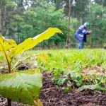 MARENA e INAFOR presentan actividades en pro del medio ambiente nicaragua