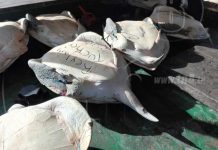Fuerza Naval detiene embarcación con 17 tortugas a 9 millas al norte de Bluefields