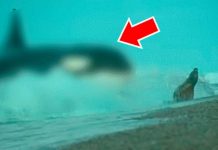 Enorme animal emerge del mar para devorar a criatura marina enorme animal