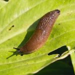 Babosa dejó sin electricidad a red ferroviaria de alta velocidad japon