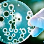 Descubren bacteria causante del Alzheimer salud