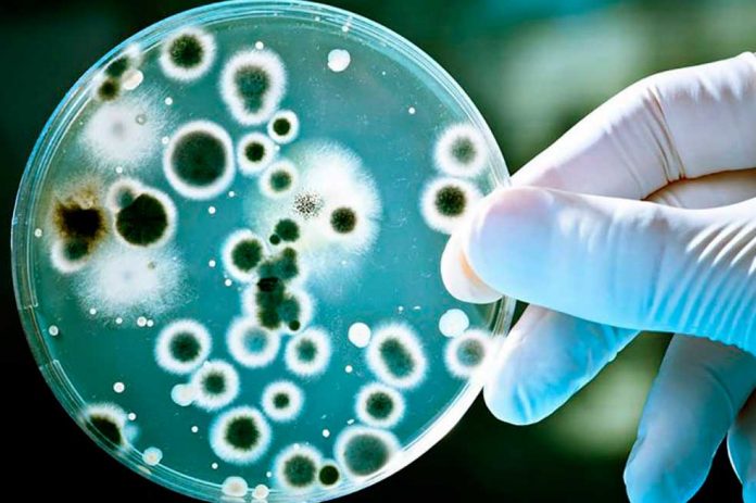 bacteria-usar-4 salud