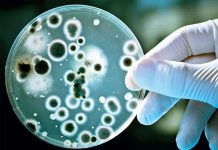 Científicos desarrollan estrategia para combatir bacterias resistentes pascientes