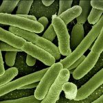 Descubren nuevas bacterias en el intestino humano encuentran