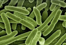 Descubren nuevas bacterias en el intestino humano encuentran