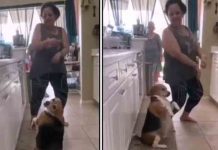 Perro sorprende al bailar reggaetón y su baile se vuelve viral animales