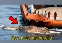 Pensaron que su barco chocó con una ballena y era otra criatura pensaron