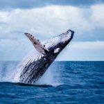 VIDEO: Ballena sale del agua e intenta tragarse a dos mujeres en EE.UU. ballena