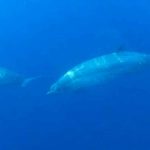 Investigadores descubren nueva especie de ballena en Pacífico mexicano mexico