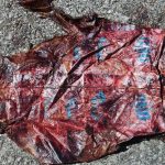 Ballena es encontrada muerta en una playa con plástico en su interior italia