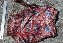 Ballena es encontrada muerta en una playa con plástico en su interior italia