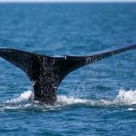 Plantean proyecto para monitorear ballenas desde el espacio estados unidos