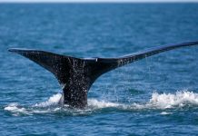 Plantean proyecto para monitorear ballenas desde el espacio estados unidos