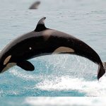 Indonesia: Encuentran 115 vasos de plástico dentro de una ballena muerta indonesia