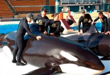 Wikie, la primera ballena orca que puede imitar el habla humana